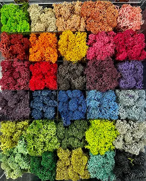 Nuancier de lichens naturels stabilisés, colorés au colorant alimentaire — PUBLI MENI